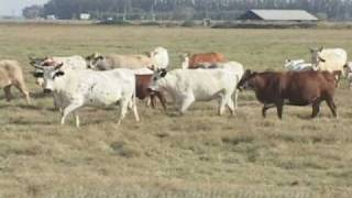AmericanRancher_Moreno Bucking Bulls