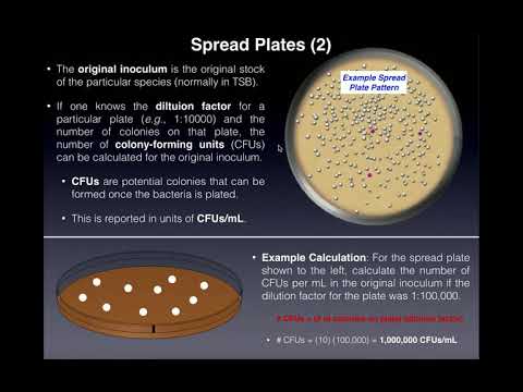 Video: Verschil Tussen Streak Plate En Spread Plate