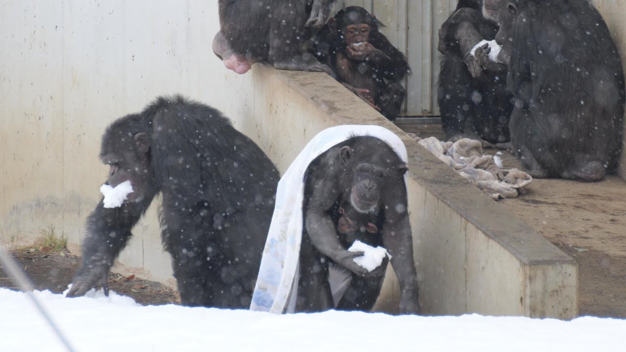 チンパンジーの雪まつり　多摩動物公園　チンパンジー　202602