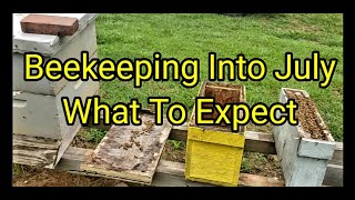 Beekeeping Into July, What To Expect