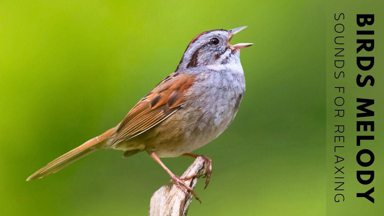 Birds Singing Without Music - Bird Sounds Relaxation, Soothing Nature Sounds, Birds Chirping Birds Singing Without Music - Bird Sounds Relaxation, Soothing Nature Sounds, Birds Chirping