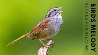 Birds Singing Without Music - Bird Sounds Relaxation, Soothing Nature Sounds, Birds Chirping