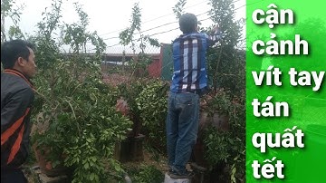 uốn và cắt, vít tạo tay tán quất cảnh phục vụ tết 2024,quất tết đẹp