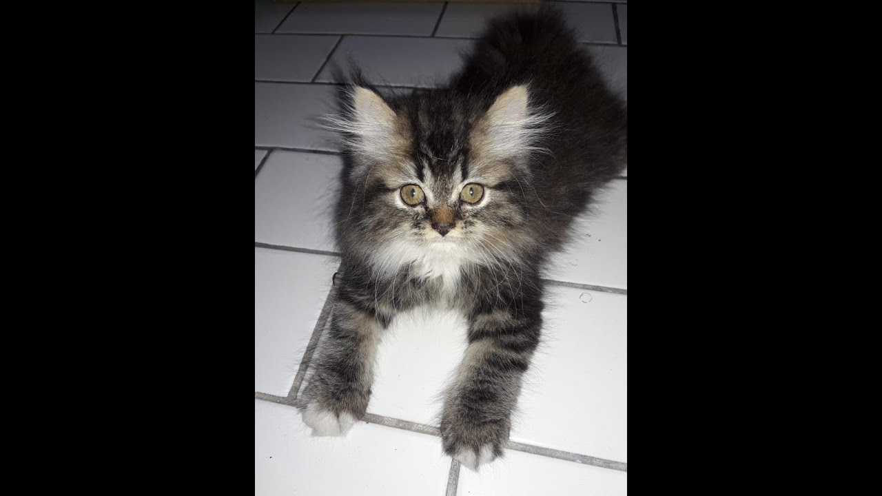KUCING PERSIA - KITTEN - YouTube