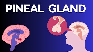 How the Pineal Gland Regulates Your Life and Why It Matters