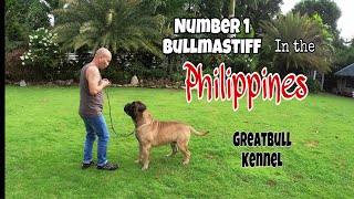 Training the number 1 Bullmastiff in the Philippines (Trefor)