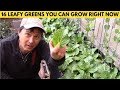 16 Leafy Green Salad Vegetables You Can Grow Right Now