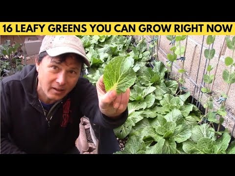 16-leafy-green-salad-vegetables-you-can-grow-right-now