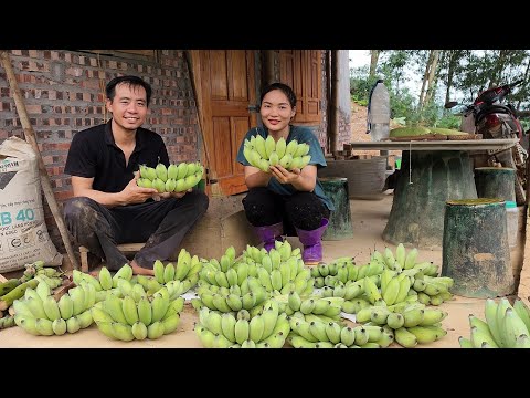 Video: Når skal man høste bananer?