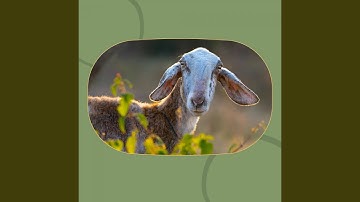 Pulsating Moods for Enjoying Nature