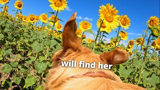 Hiding From My Dog In A Huge Sunflower Field