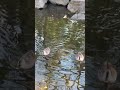 Cute Duck Moments 🦆💧 | Relaxing Nature #shorts