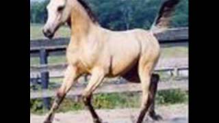 Chet Atkins Prancin Filly
The music is very descriptive of its title. Chet Atkins Prancin Filly