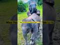 Baby elephants know how to party 🐘💦😂 #babyelephant #elephant #cuteanimals #funnyanimals #shorts