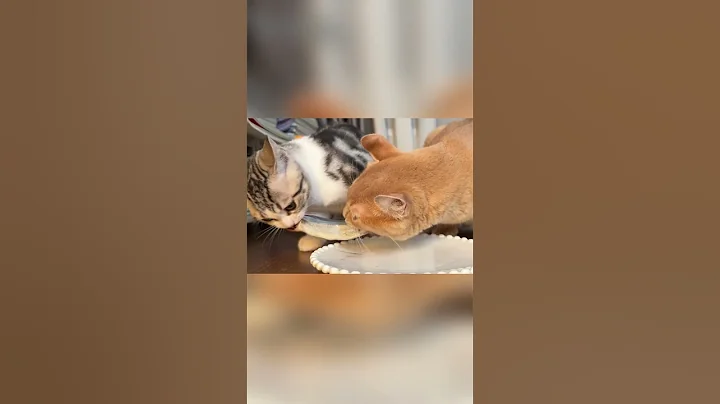 Video 10841491: kitten pets funnycats catlover, funnycats pets catlover cats, pets funnycats catlover cute