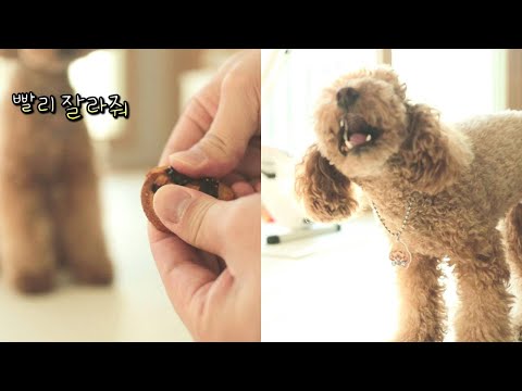 간식 잘라줘야 먹는 별난 푸들 강아지 (Feat.초코펫하우스)