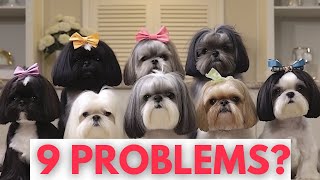 How to solve Shih Tzu Behavior Problems with 9 Tips!