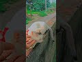 "Paws &amp; Heartbeats ❤️  || The Purest Love with My Cat"  || #cat #love #cute