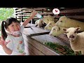 Yuk Kasih Makan Domba Ayam Burung Anak Sapi dan Naik Kuda - Binatang Lucu