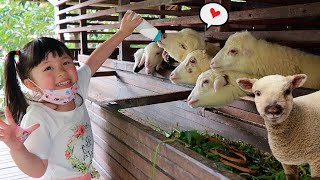 Lets Feeding Sheep Chicken Birds Cow Calves and Rides Horse  Cute Animals