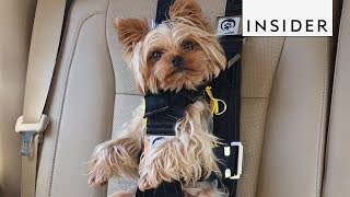 This Seat Belt Keeps Your Dog Safe During Car Rides