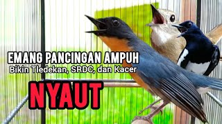 Tledekan Gunung Gacor  Pancingan Ampuh Kacer Srdctledekan Langsung Emosi Dengar Ini