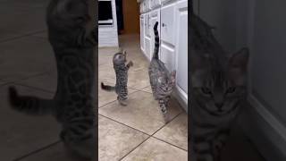 Kitty dance #cat #cats #catdance #kitty #funnycats #lovecats #pets #funny