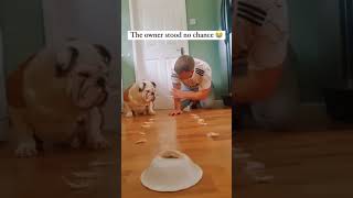 The Food Race with my Dog.. #comedy