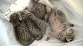 Egyptian Mau Kittens 2015 by CatteryAsenka 7,247 views 8 years ago 6 minutes, 59 seconds