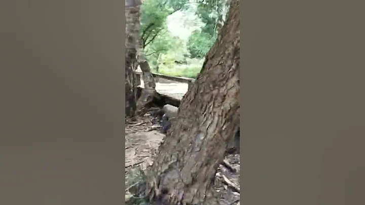 brutal komodo again eats wild boar#agressive #komodo #predator #shorts #animals #running #wildlife