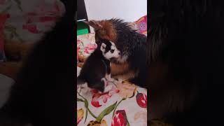 Todo Husky puppy hood moments With Bruno  😁 by Vinay Rayal 12 views 3 weeks ago 1 minute, 25 seconds