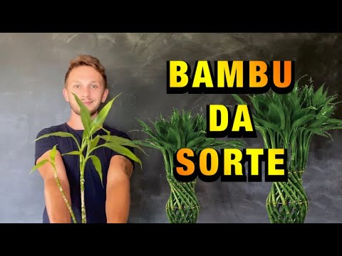 Vídeo: Cultivando bambu em recipientes - Como cuidar de bambu em recipientes