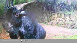 Screaming Farting wild Goats caught on trail cam