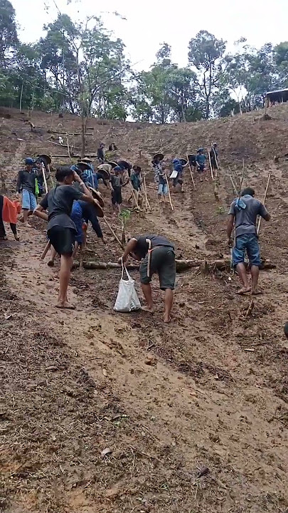 Tradisi ngaseuk Menanam Padi Huma Tahunan Di Baduy