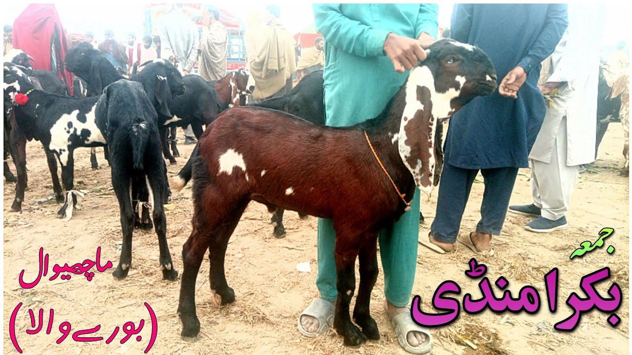 |15-11-2024|Machiwal Bakra Mandi|Burewala|