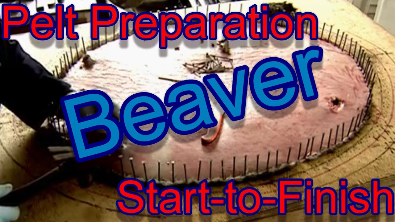 Beaver Pelt Preparation in detail start to finish easy to follow Focus