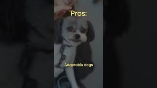 LION DOG! Things You Need To Know Before Buying A Shih Tzu Dog  PROS & CONS #shorts #shihtzu