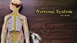 How to make Nervous System 3d Project | DIY Project