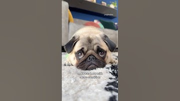 Finally opening up about Mosy’s condition ☹️❤️‍🩹 #pug #dog #shorts