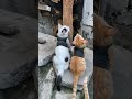 Two Cats, Two Outfits, One Cool Back View #cute #cutecat #cat #cuteanimal
