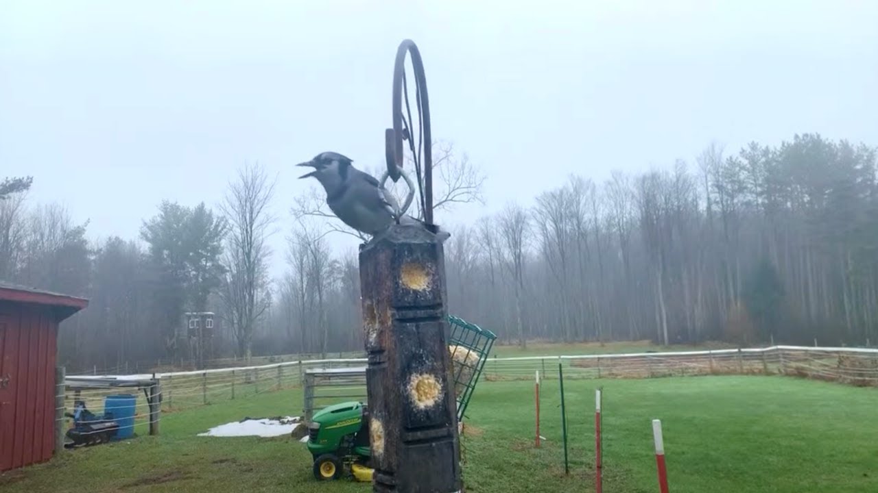 Backyard Bird Feeder in Upstate New York YouTube