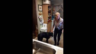 Service Assist Dogs Services