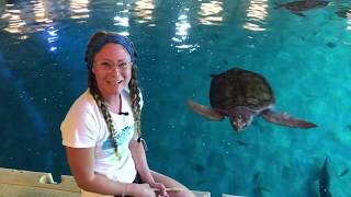 Hard at Work with Liz & Sea Turtles