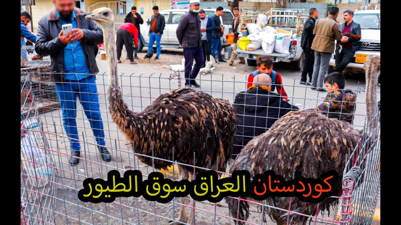سوق الجمعة للطيور والحيوانات اقليم كوردستان اربيل  بازاڕی  باڵندەی هەولێر