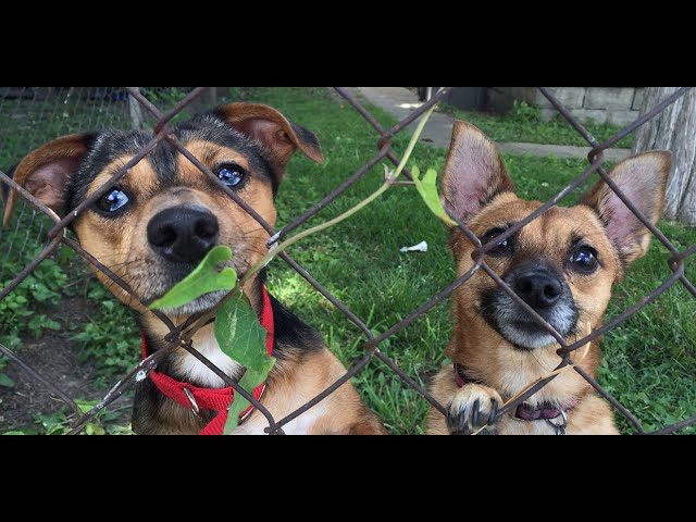 Building Safe Spaces for Dogs Outside