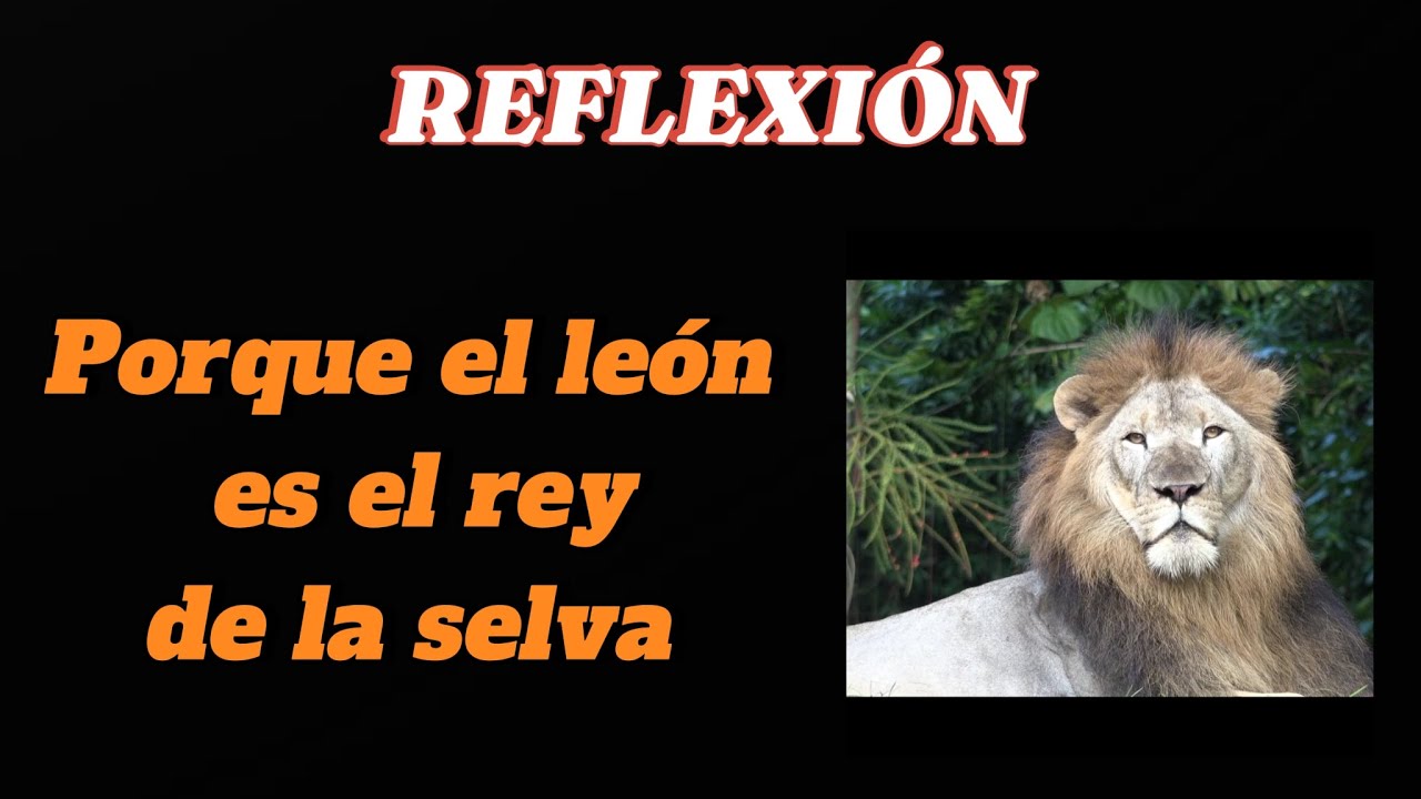 LA MEJOR REFLEXIÓN SOBRE EL LEÓN REY DE LA SELVA - YouTube