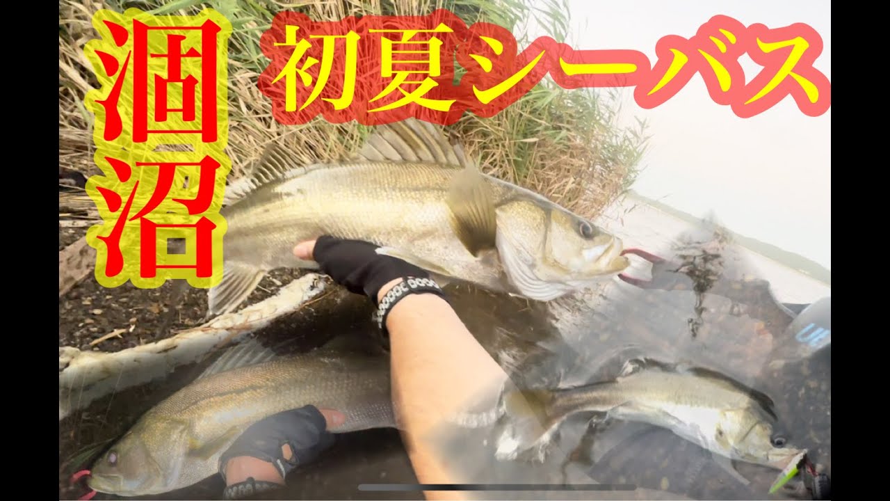 夏の始まりを感じた1day涸沼シーバスゲーム