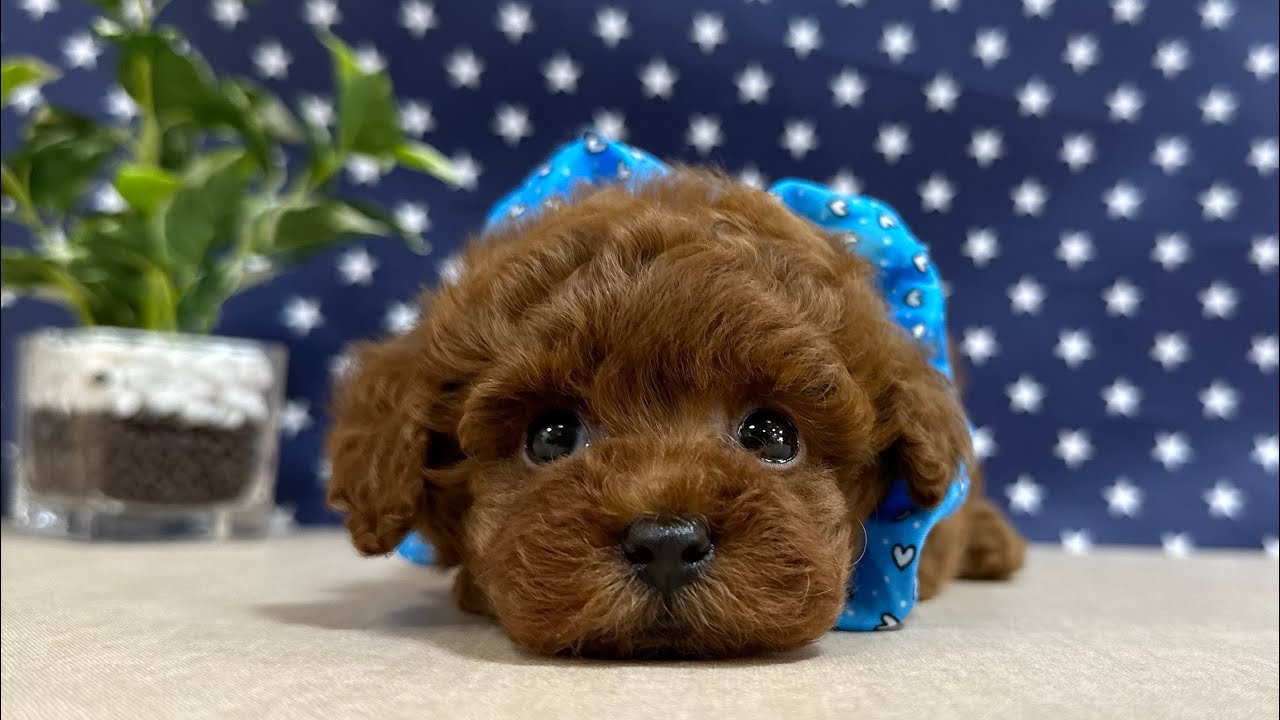 トイプードルティーカッププードル - 子犬や子猫たちのペット販売情報 