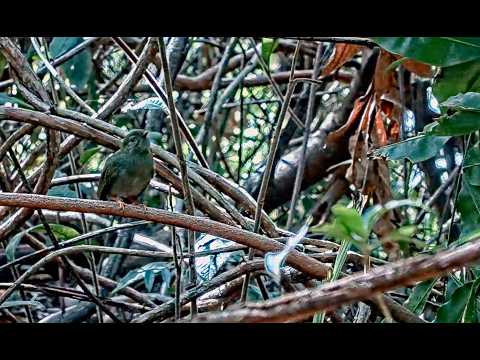 Young Manakins Take A Turn On The Display Perch | April 18, 2026