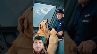 Golden Retriever Mom and Puppy Save a Train #dog #goldenretriever #rescue #animals